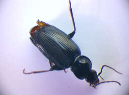 Image of Agonum (Olisares) duftschmidi J. Schmidt 1994