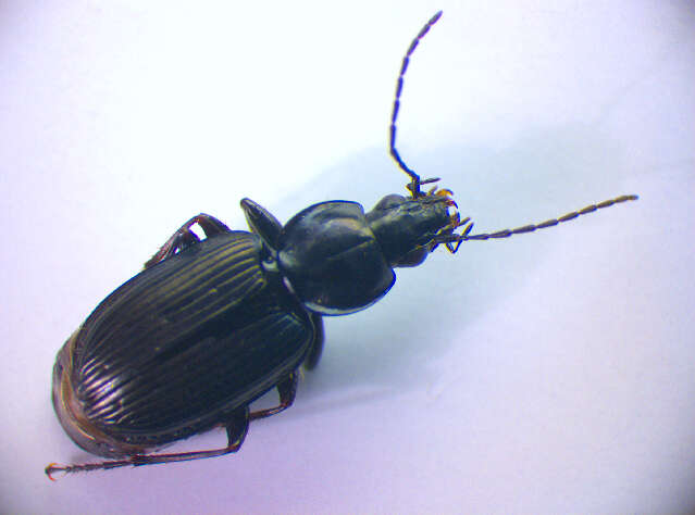 Image of Agonum (Olisares) duftschmidi J. Schmidt 1994