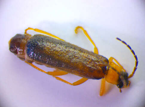 Imagem de <i>Rhagonycha lutea</i>