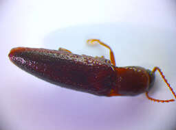 Image of <i>Synaptus filiformis</i>