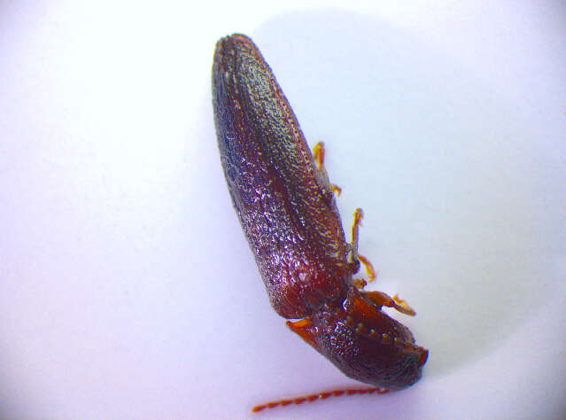 Image of <i>Synaptus filiformis</i>