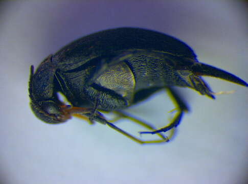 صورة <i>Mordellistena bicoloripilosa</i>