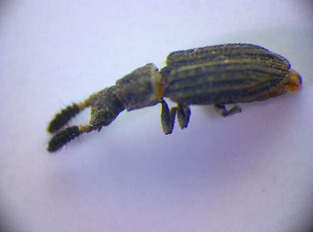 Слика од <i>Orthocerus clavicornis</i>