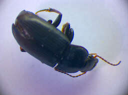 Слика од Harpalus (Harpalus) anxius (Duftschmid 1812)