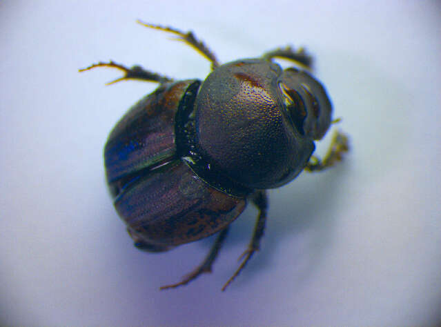 Image of Onthophagus (Palaeonthophagus) similis (Scriba 1790)