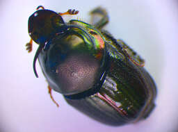 Image of Onthophagus illyricus (Scopoli 1763)