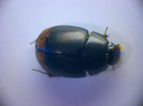 Image of Dung beetle