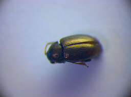 Image of Flea beetle