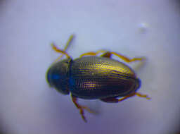 Image of Flea beetle