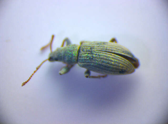 Image of Phyllobius (Subphyllobius) virideaeris (Laicharting 1781)