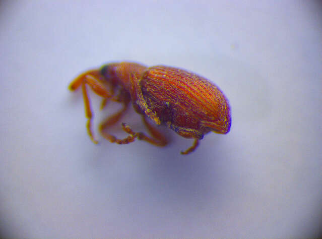 Image of Insecta