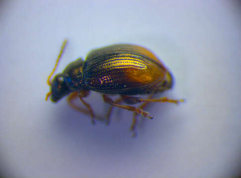 صورة <i>Hippuriphila modeeri</i>