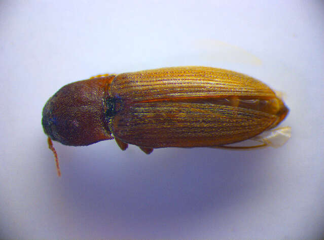 Image of Lined Click Beetle