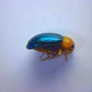 Image of Mallow Flea Beetle