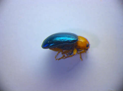 Image of Mallow Flea Beetle