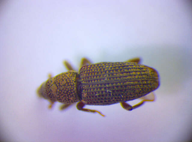 Image of Saproxylic weevil