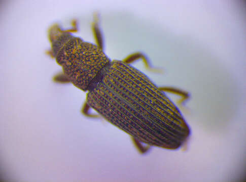 Image of Saproxylic weevil