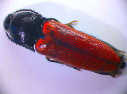 صورة <i>Ampedus sanguineus</i>