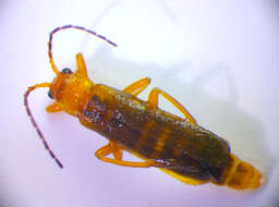 Image of <i>Cantharis figurata</i>