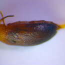 Image de <i>Anaspis lurida</i>