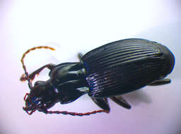 Image of Pterostichus (Pterostichus) cristatus (L. Dufour 1820)