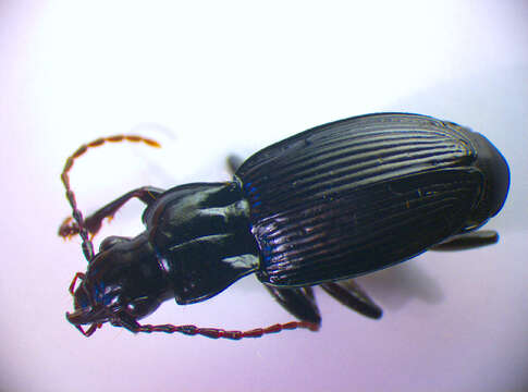 Image of Pterostichus (Pterostichus) cristatus (L. Dufour 1820)