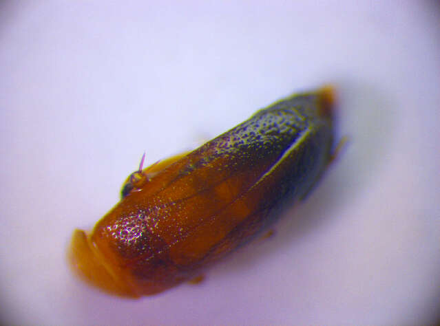 Image of <i>Anaspis lurida</i>