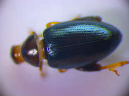 Image of Cabbage-stem flea beetle