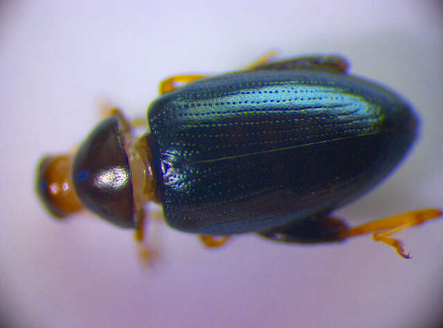 Image of Cabbage-stem flea beetle