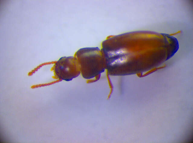 Image of <i>Myrmechixenus subterraneus</i>