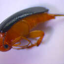 Image of <i>Mordellochroa milleri</i>