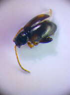 صورة Longitarsus quadriguttatus (Pontoppidan 1763)