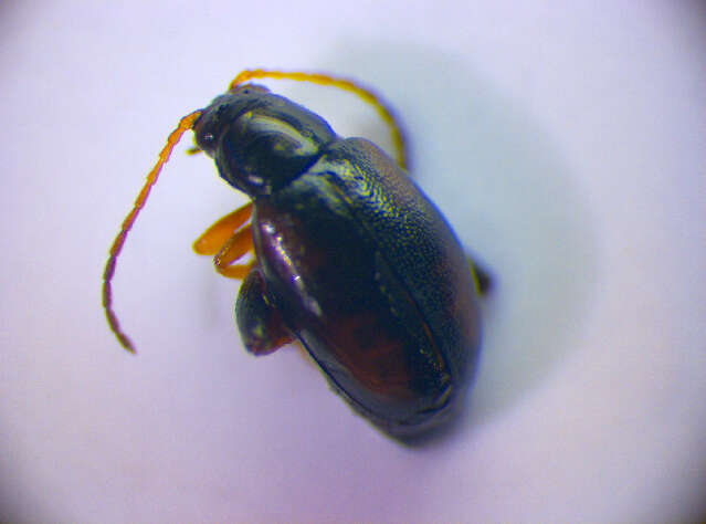 Image of Longitarsus quadriguttatus (Pontoppidan 1763)