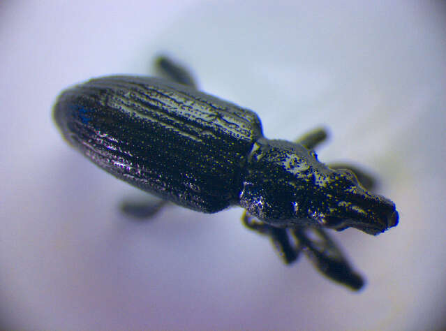 Image of <i>Sitona griseus</i>