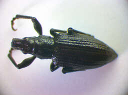 Image of <i>Sitona griseus</i>