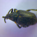 Image of <i>Ceutorhynchus picitarsis</i>
