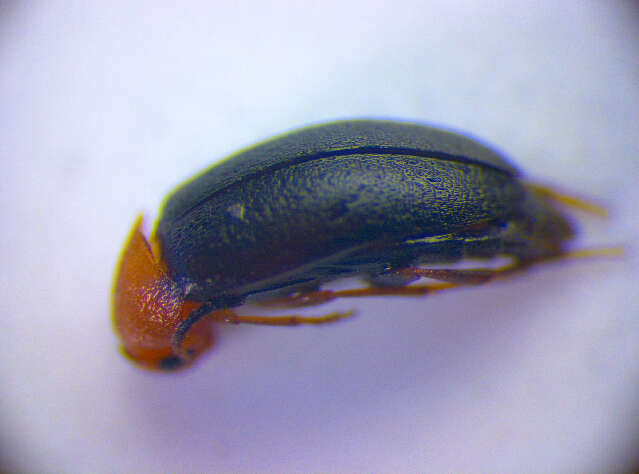 Слика од <i>Anaspis thoracica</i>