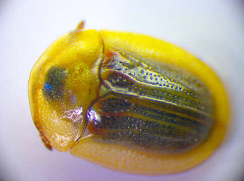 Image of Cassida