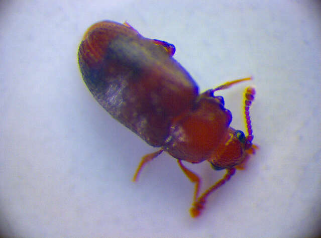 Image de <i>Cryptophagus pubescens</i>