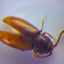 Image of <i>Atomaria elongatula</i>