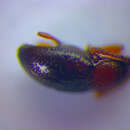 Image of <i>Atomaria basicornis</i>