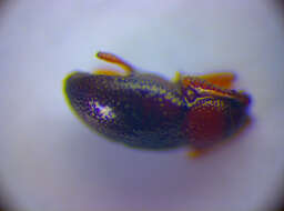 Image of <i>Atomaria basicornis</i>