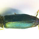 Image de <i>Melandrya caraboides</i>