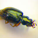 Слика од Bembidion (Trepanes) octomaculatum (Goeze 1777)