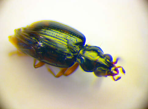 Слика од Bembidion (Trepanes) octomaculatum (Goeze 1777)