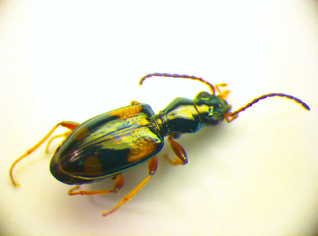 Bembidion (Nepha) genei illigeri Netolitzky 1914的圖片