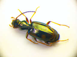 Bembidion (Nepha) genei illigeri Netolitzky 1914的圖片