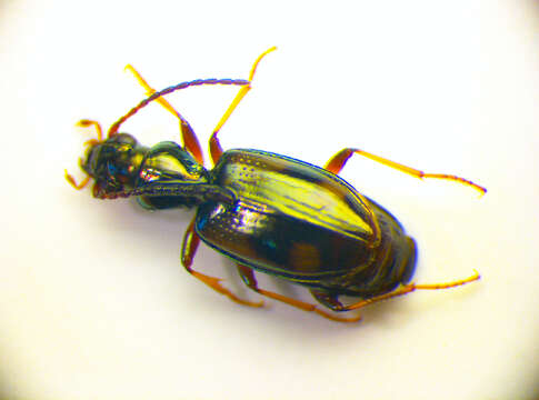 Image de Bembidion (Nepha) genei illigeri Netolitzky 1914