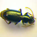 Image of Bembidion (Emphanes) azurescens Dalla Torre 1877