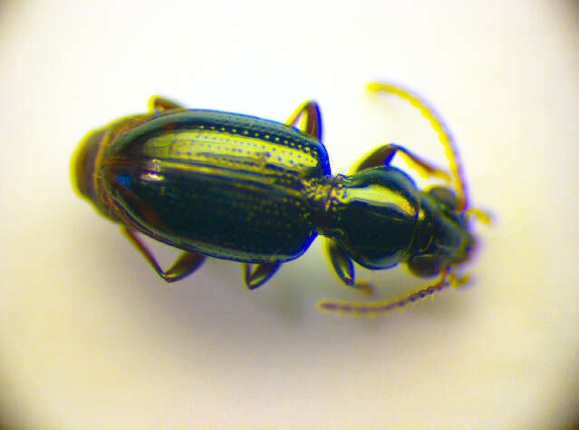 Image of Bembidion (Emphanes) azurescens Dalla Torre 1877